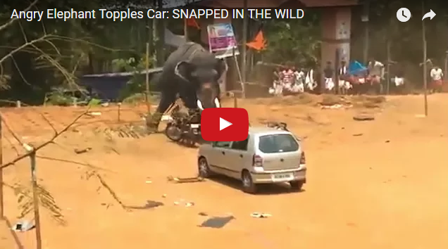 Разъяренный слон перевернул машину на празднике в Индии