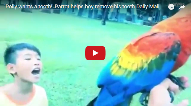 Отец вырвал сыну больной зуб при помощи попугая