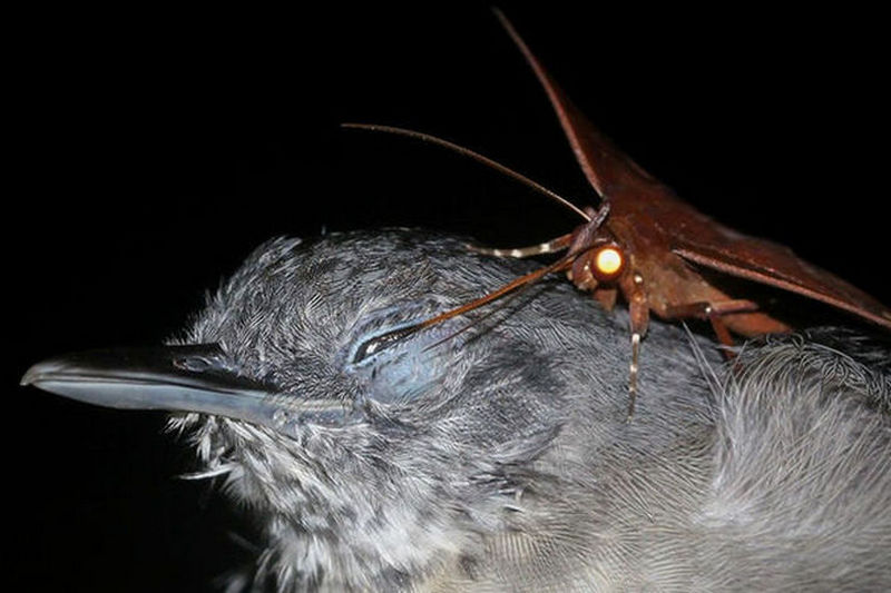 Ученые засняли, как ночные бабочки пьют слезы птиц