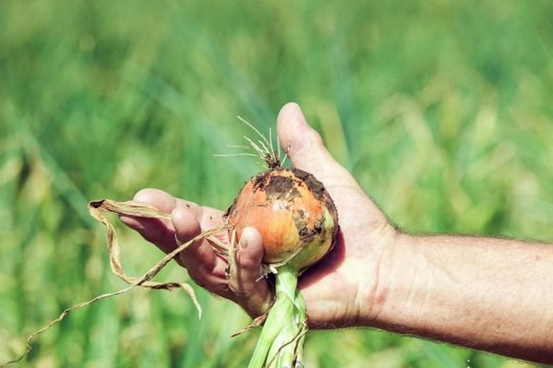 Украина прогнозируют низкий на всю историю урожай лука
