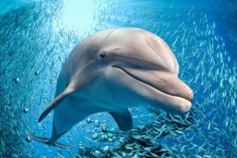 Подводные лодки «убивают» дельфинов