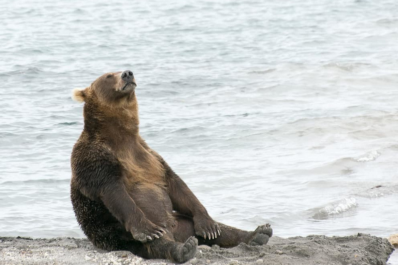 Почему медведи на Камчатке поздно впадают в спячку
