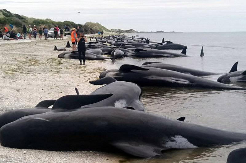 До 150 дельфинов выбросило на берег в Новой Зеландии