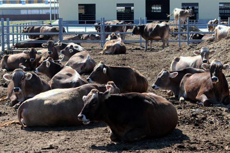 Крупнейший питомник коров австрийской селекции получил дотации