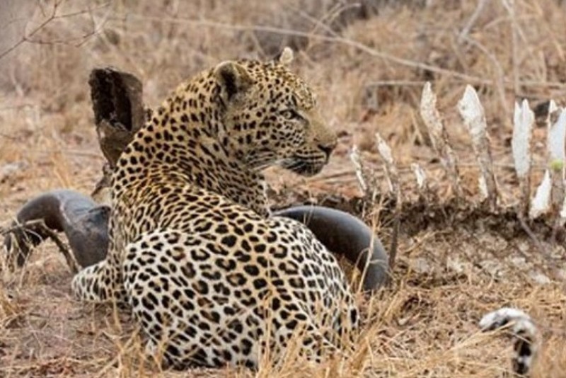 В Индии леопард-людоед утащил трехлетнего ребенка
