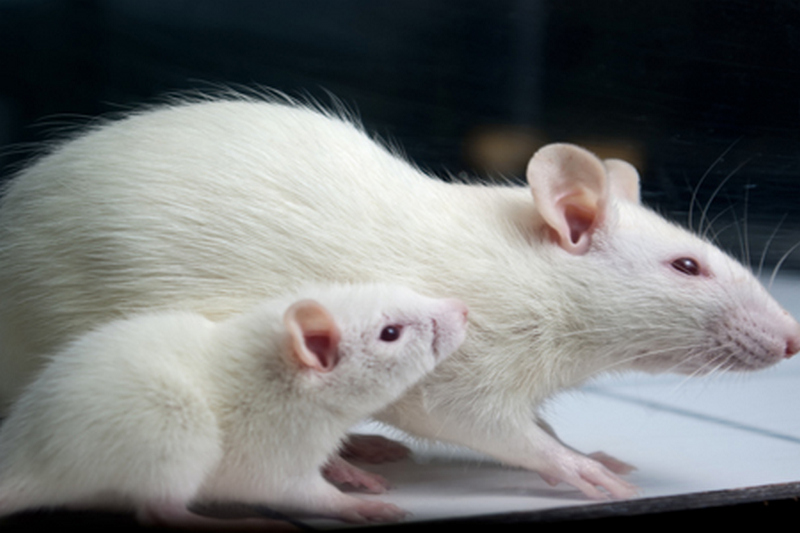 Ученые из США излечили мышей от слабоумия