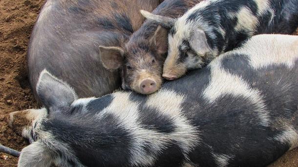 Вспышка чумы свиней зафиксирована в двух областях Украины