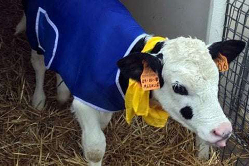 В Италии фермеры надели пальто на мерзнущих коров