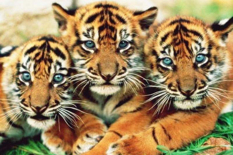 Ученые предупредили о риске скорого вымирания тигров