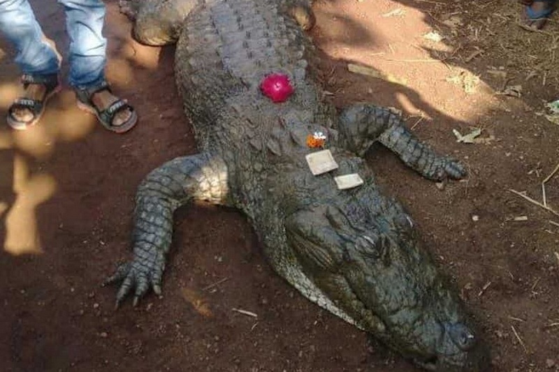В Индии крокодила-долгожителя пришли хоронить 500 человек