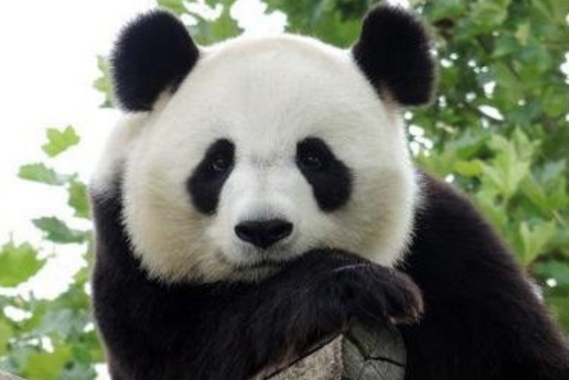 Почему панды так медленно размножаются?