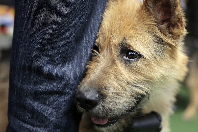 В Амурской области задержали владельца приюта после массовой гибели собак