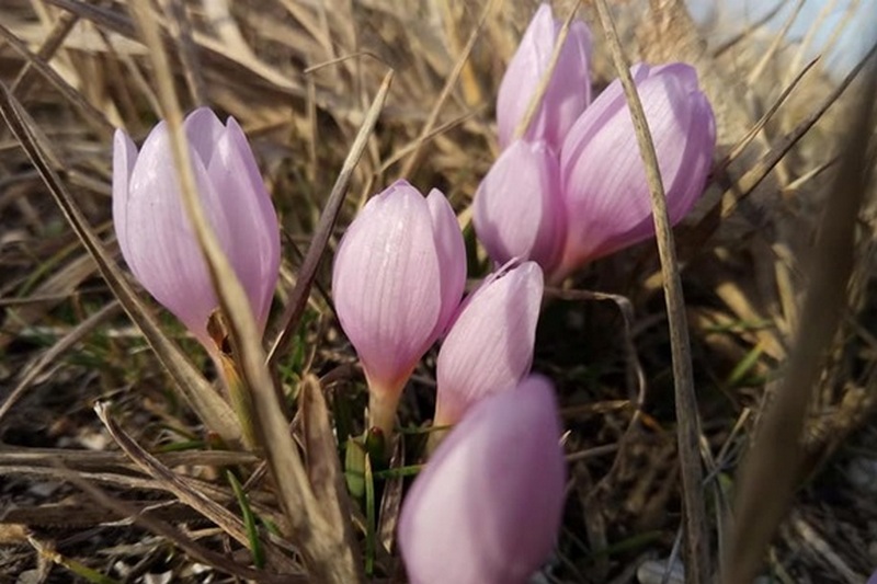 В Херсонской области цветут подснежники и крокусы