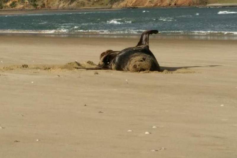 В Новой Зеландии у тюленя обнаружили флешку неизвестного туриста