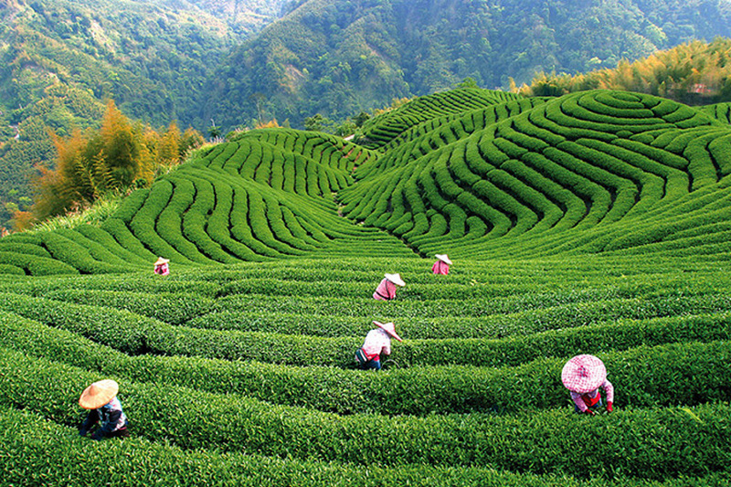 На чайных плантациях Индии насмерть отравились некачественным спиртным сотни человек