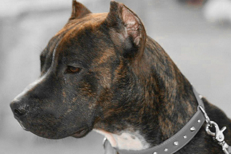 Бойцовская собака напала на беременную женщину на Камчатке