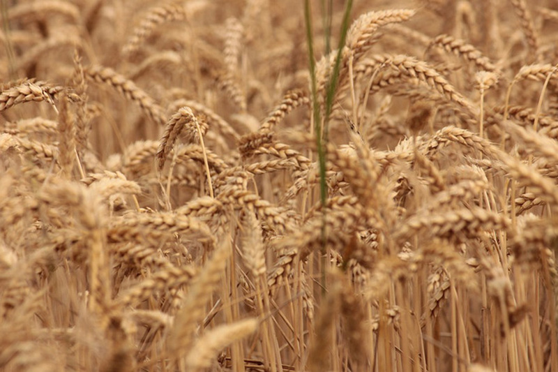 ФАО дала первый прогноз по урожаю пшеницы на 2019 год