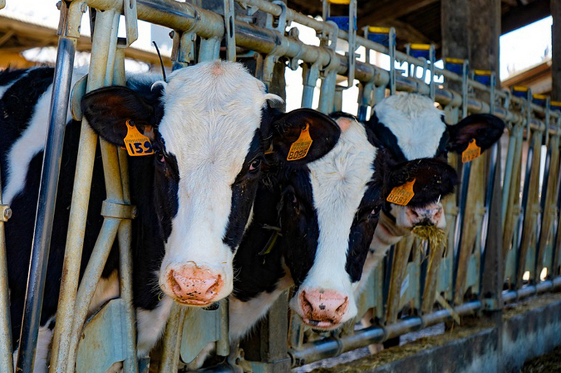Производитель: Если люди не поверят в качество молока, придется вырезать скот