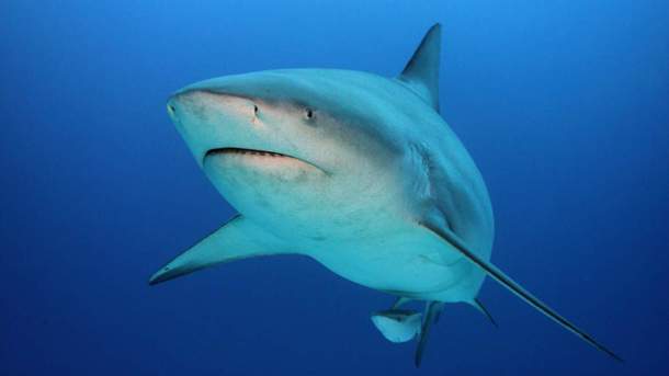 У берегов Пхукета акула укусила туриста за пятку