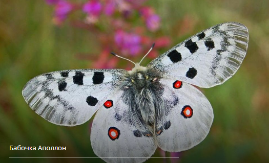 Редчайший вид бабочек нашли алтайские ученые
