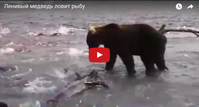 Видеохит: охота ленивого медведя взорвала интернет
