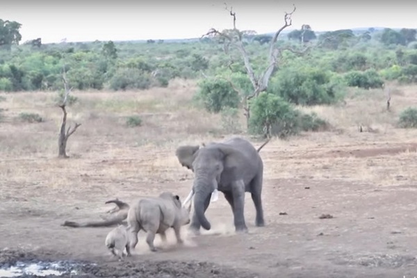 Драка слона и носорога в ЮАР попала на видео