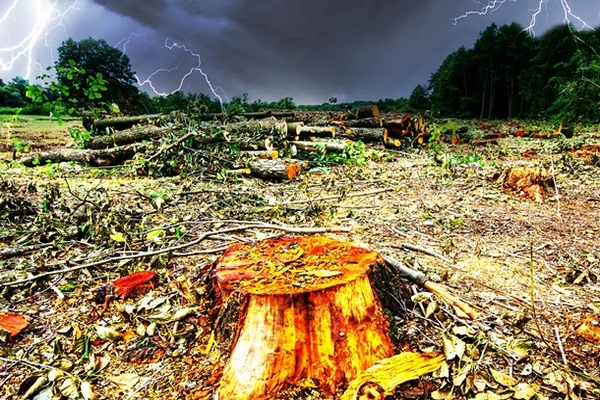 На Земле ежегодно вырубают леса площадью с Британию