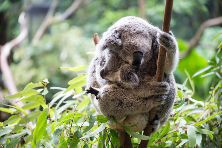Ученые предсказывают вымирание коал