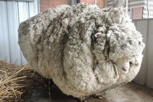 Самая известная овца умерла в Австралии