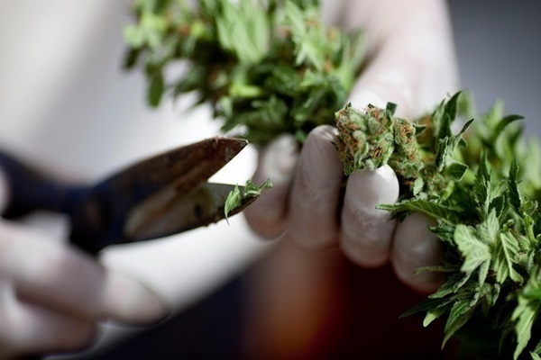 Парламент Франции принял закон о легализации марихуаны