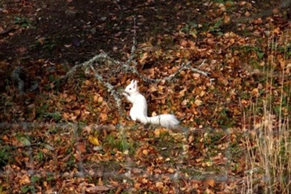 В лесу Шотландии нашли редкую белку-альбиноса
