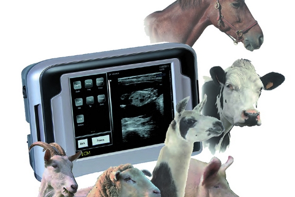 УЗИ аппараты для ветеринарии: значимые аспекты