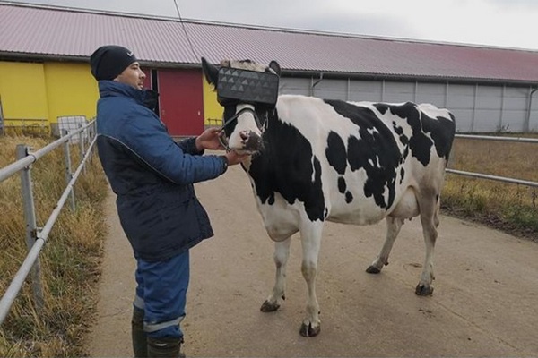 В РФ протестировали виртуальные очки для коров