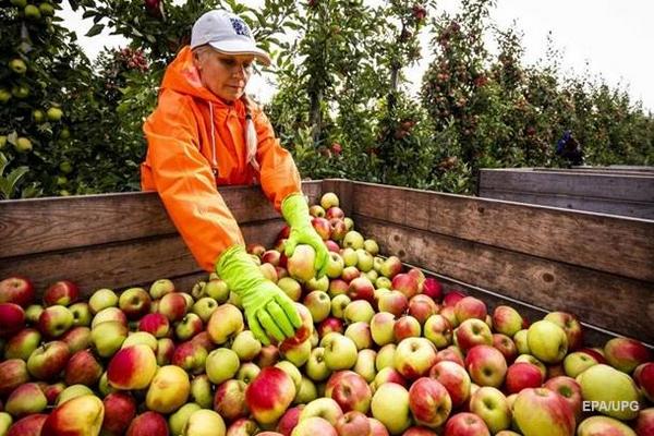 В США вывели сорт яблок, которые год не портятся