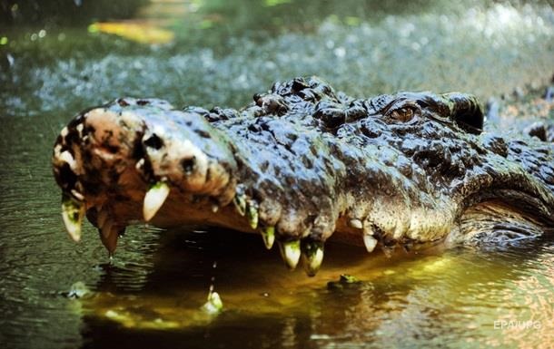 В Индонезии крокодил перекусил мужчину пополам