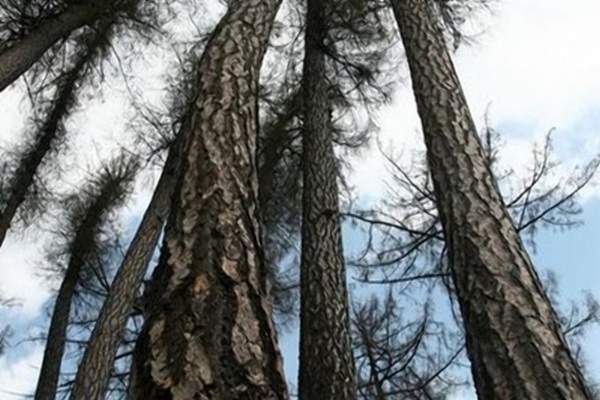 Ученые раскрыли секрет долголетия деревьев