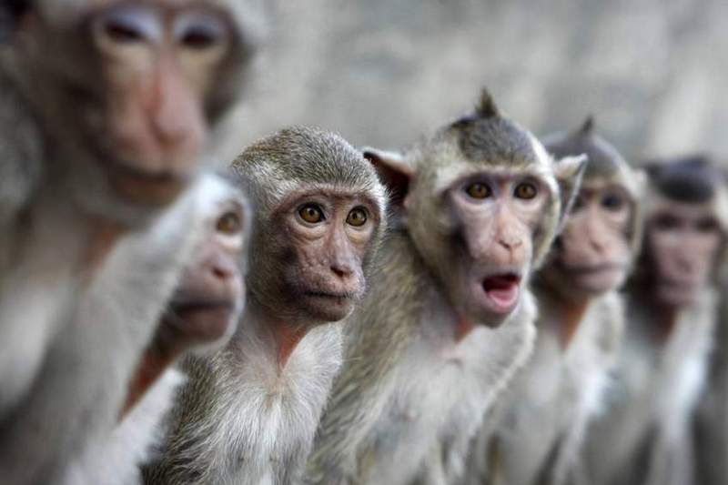 В Харькове обезьяны жестоко поиздевались над работником зоопарка, пытавшимся их покормить
