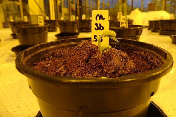 Моча астронавтов станет удобрением для растений на Марсе