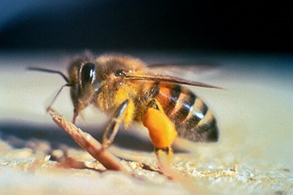 В Калифорнии из-за роя 40 тыс пчел-убийц закрыли улицу