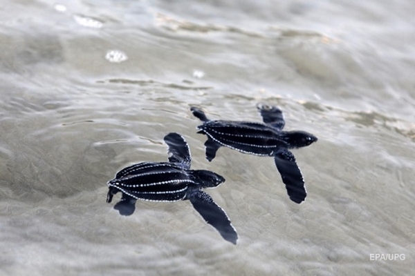 На пляжи Таиланда вернулись редкие черепахи
