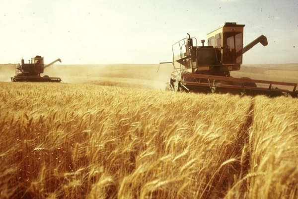 Минэкономики озвучило прогноз по урожаю зерна