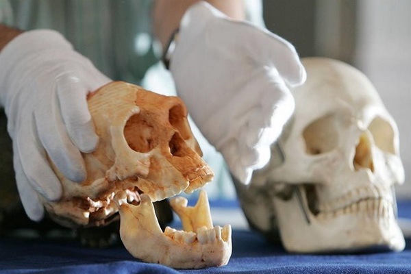 Найдены самые древние следы Homo sapiens в Европе