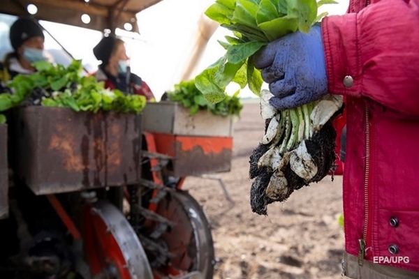 Британии не хватает рабочих рук на фермах
