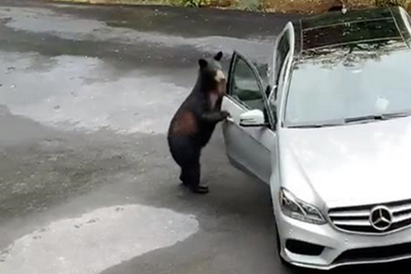 Медведь “взломал” автомобиль и хотел сесть в него, но его испугали люди