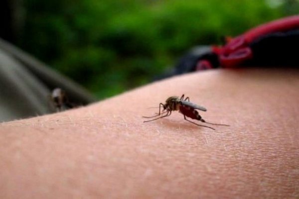 Эксперты рекомендуют, как быстро избавиться от покраснения и зуда после укуса комара