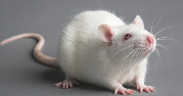 Ученые: мыши из пробирки помогут лечить бесплодие