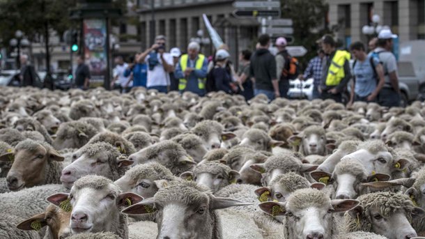 Тысяча овец оккупировала центр французского Лиона