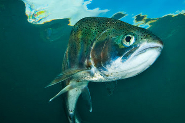 Ученые-генетики случайно создали новый рыбный гибрид