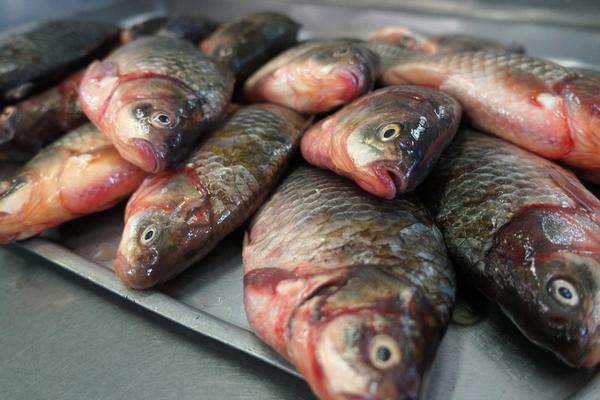 Эксперты рассказали, как правильно готовить морскую и речную рыбу