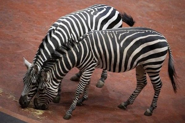 Ученые наконец объяснили, почему зебры полосатые